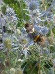 Bienchen